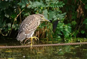 Rope: Black-crowned Night Heron