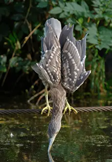 Rope: Black-crowned Night Heron