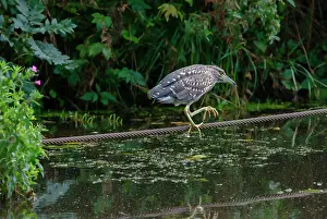 Rope: Black-crowned Night Heron