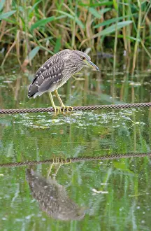Rope: Black-crowned Night Heron