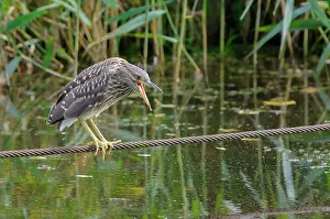 Ditch: Black-crowned Night Heron
