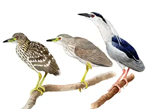 Nycticorax: Black-crowned Night Heron