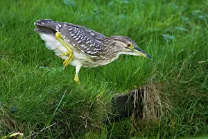 Nycticorax: Black-crowned Night Heron
