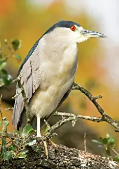 Ardeidae: Black-Crowned Night Heron