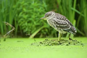 Nycticorax: Black-crowned Night Heron