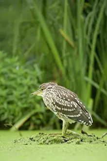 Nycticorax: Black-crowned Night Heron