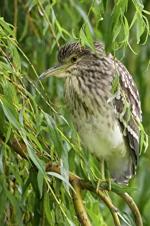 Salix: Black-crowned Night Heron