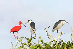 Crowned: Black-crowned Night Heron