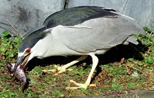 Timucuan: Black-crowned Night-Heron eating a fish