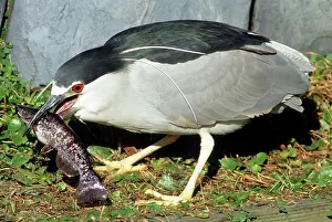 Timucuan: Black-crowned Night-Heron eating a fish