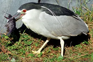Timucuan: Black-crowned Night-Heron eating a fish