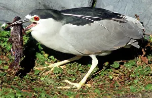 Timucuan: Black-crowned Night-Heron eating a fish