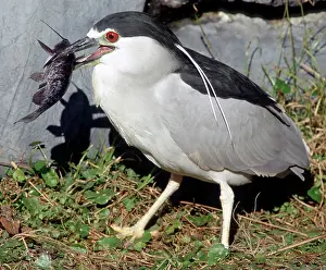 Timucuan: Black-crowned Night-Heron eating a fish
