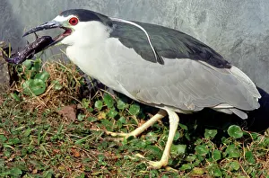 Timucuan: Black-crowned Night-Heron eating a fish