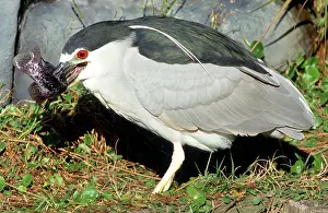 Timucuan: Black-crowned Night-Heron eating a fish