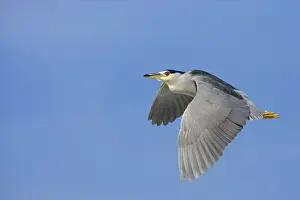 Black-Crowned Night-Heron - in flight