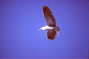 Lisa Svedberg: Black-Crowned Night HERON - in flight