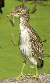 Blackcrowned: Black-crowned Night-Heron juvenile