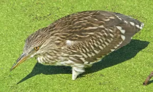 Blackcrowned: Black-crowned Night-Heron juvenile