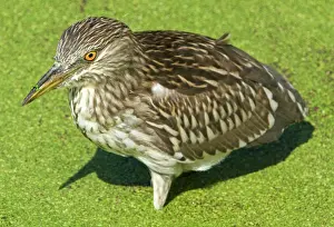 Blackcrowned: Black-crowned Night-Heron juvenile