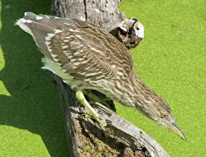 Blackcrowned: Black-crowned Night-Heron juvenile