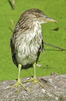 Blackcrowned: Black-crowned Night-Heron juvenile