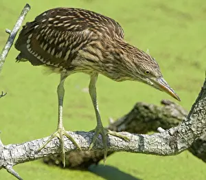 Blackcrowned: Black-crowned Night-Heron juvenile