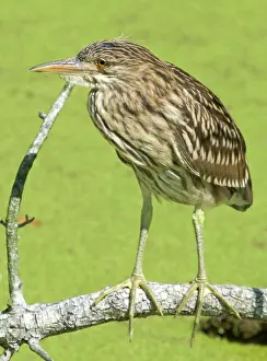 Blackcrowned: Black-crowned Night-Heron juvenile