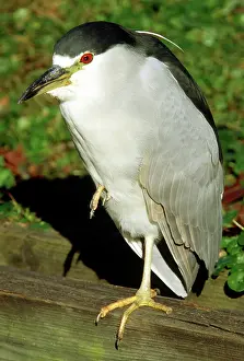 Timucuan: Black-crowned Night-Heron on one leg