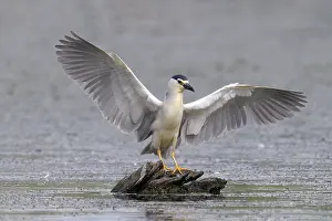 Nycticorax: Black-crowned Night Heron (Nycticorax nycticora