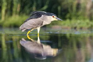 Bacs: Black-crowned Night Heron (Nycticorax nycticora