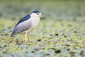 Hortobagy: Black-crowned Night Heron (Nycticorax nycticora