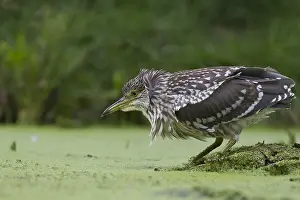 Duckweed: Black-crowned Night Heron (Nycticorax nycticora