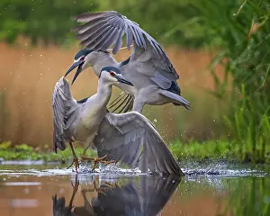Nycticorax: Black-crowned night heron (Nycticorax nycticorax)
