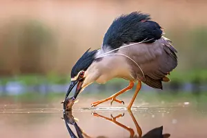 Nycticorax: Black-crowned night heron (Nycticorax nycticorax)