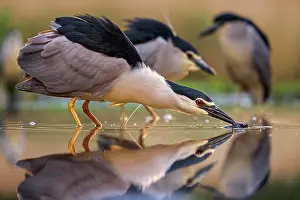 Nycticorax: Black crowned night heron (Nycticorax nycticorax)