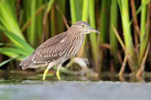 Freshwaters: Black-crowned Night Heron (Nycticorax nycticorax)