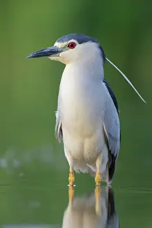 Freshwaters: Black-crowned Night Heron (Nycticorax nycticorax)