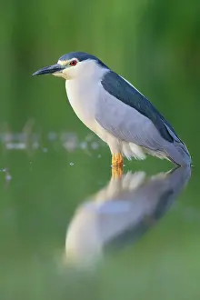 Black-crowned Night Heron (Nycticorax nycticorax)