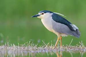 Freshwaters: Black-crowned Night Heron (Nycticorax nycticorax)