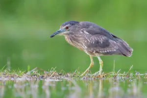 Freshwaters: Black-crowned Night Heron (Nycticorax nycticorax)