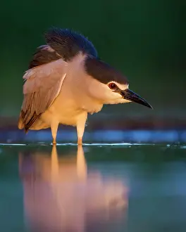 Nycticorax: Black-crowned night heron (Nycticorax nycticorax)
