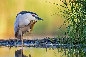 Nurse: Black-crowned night heron (Nycticorax nycticorax)