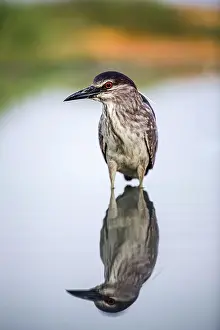 Nycticorax: Black crowned night heron (Nycticorax nycticorax