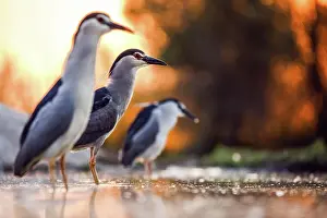 Nycticorax: Black crowned night heron (Nycticorax nycticorax