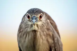Nycticorax: Black crowned night heron (Nycticorax nycticorax