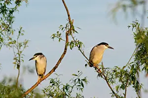 Ardeidae: Black-crowned Night Heron (Nycticorax nycticorax)