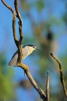 Ardeidae: Black-crowned Night Heron (Nycticorax nycticorax)