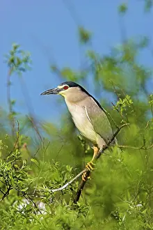 Ardeidae: Black-crowned Night Heron (Nycticorax nycticorax)