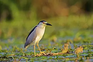 Ardeidae: Black-crowned Night Heron (Nycticorax nycticorax)
